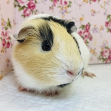 最新画像🌟キュートなモルモル💛 ⁾⁾イングリッシュモルモット女のコ💛♀