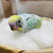 宝石のようなエメラルドグリーンのヒナさんです！セキセイインコのパステルカラーレインボー！