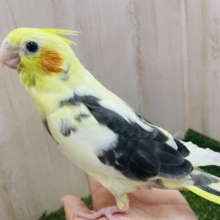 ずっしり感に安心します！ぷくっと可愛いオカメさん！！　オカメインコ　パイド