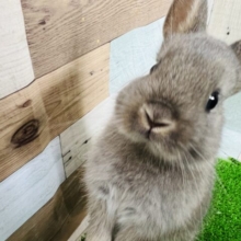 パリポリ♪草食フェア開催中☆