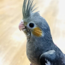 【最新画像更新🪄】食い散らかしは元気印～～☆彡　　オカメインコ　ノーマル～～
