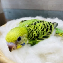 元気いっぱいなヒナさんです！セキセイインコのオパーリン！