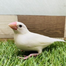 最新画像有り☆元気よく口を開けてご飯を待ってます♪真っ白な白文鳥！