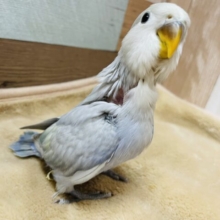 最新画像有り☆高級感漂うかっこいいカラーのコ！コザクラインコのパステル系！