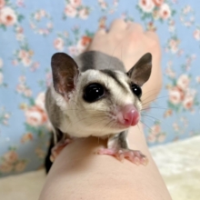 フクロモモンガ  男の子 🌳🥥∗*ﾟ 3/5