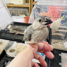 すくすく成長中✨桜文鳥のヒナ❤
