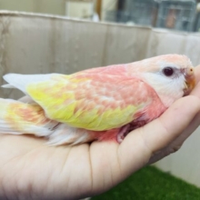 待ってました‼️レアカラーのアキクサインコさん✨　アキクサインコ　ルビノー
