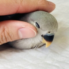 イチオシ💙手乗りコザクラインコ(ブルーチェリー)💙