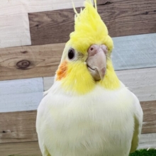 慎重派！むっちりオカメインコ☆ルチノー