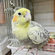 安心サイズ⭐️豪華な模様のオカメさん✨　オカメインコ　パールパイド
