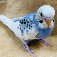 むっちりぼでぃはいかが？？セキセイインコ(パイド) ヒナ
