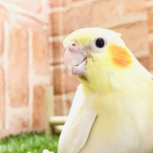 一言人気です!　オカメインコ　ルチノー　R５　３／２７撮影