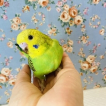 ヒナご飯卒業✨かわいさ満点❤︎手乗りセキセイインコ(オパーリン)❤︎