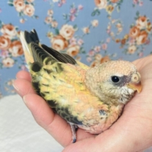 まったりおっとり🧡ローズ秋草インコさんです🧡