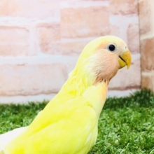 コザクラ人気カラー投票上位カラー　コザクラインコ　ルチノー　R５　３／１撮影