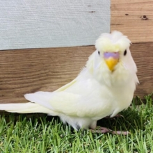 最新画像有り！くるん♪とした羽がチャームポイント！羽衣セキセイインコのクリーム！