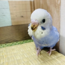 定番人気！かっこいい雰囲気のセキセイインコブルーオパーリン♪