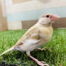 最新画像有り☆またまたやって来ました！ホヤホヤのシナモン文鳥♡