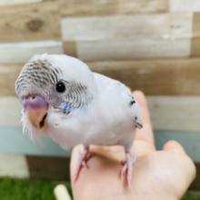 最新画像有り！ゴマ塩カラーになるのかな？セキセイインコ白ハルクイン！