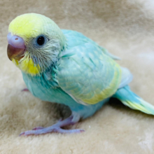 おめめクリクリッ！夏先取りカラー🍍セキセイインコ(レインボー) ヒナ
