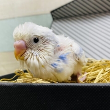 雲が多めの青空の様なカラー☆セキセイインコパイド！