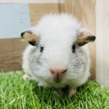 まるで羊のような丸っこさ♡縮れた毛並みが可愛いテッセルモルモット