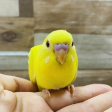 最新画像有り☆ちょこんと座る赤目の可愛いコ！セキセイインコのルチノー！