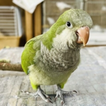 画像更新☆包んで欲しい♡おとなしめ♡グリーンカラーのオキナインコ☆