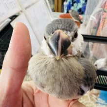 ペンギンフェイス♡桜文鳥のヒナ(顔白め)入荷しました❤