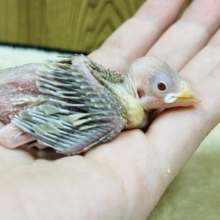 来ました♡♡シナモン文鳥 ヒナ