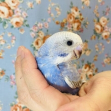 手乗りセキセイインコ💙オパーリン(スカイブルー)