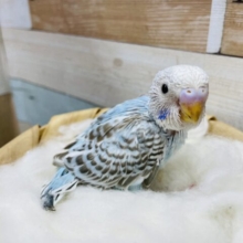 シナモンカラーの模様が可愛らしい！！セキセイインコのシナモンオパーリン！