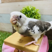 最新画像あります☆クリクリな目がキュートなコ！オカメインコのホワイトフェイスパイド！