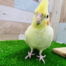 ちょっとビビりんちょなの♡ルチノーパール☆オカメインコ
