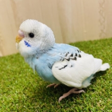 個性的な模様の入り方⭐️ セキセイインコ　パイド
