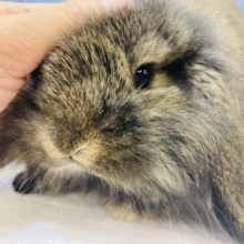 モッサ〜リ…❤︎貫禄があります…❤︎ライオンロップイヤーラビットくん男のコ❤︎♂