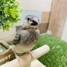 最新画像あります☆ちょこんと感がたまらない！！桜文鳥！！