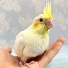 人気❗️オカメインコ(ルチノー) 2023年2月生まれ