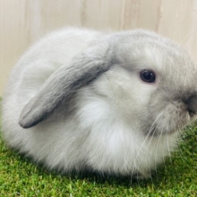 雪の国にいるようなウサギさん🐇　ロップイヤーラビット　サイアミーズ　