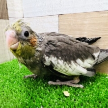 画像更新☆おっとり系？❤オカメインコ(ノーマル)のヒナ入荷しました❤
