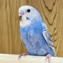 【最新画像更新🪄】胸元のふくらみは。。元気のあかしっ　セキセイインコ　スパングル～～