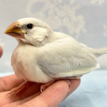 美しいカラー‎🤍シルバー文鳥 2023年3月生まれ