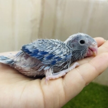 大人気青いマメちゃん‼️ マメルリハ　ブルーパイド　男の子