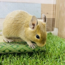 元気いっぱいなデグーサンドカラー☆男の子！！