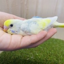 やわらかな色合い⭐️素敵カラー！　セキセイインコ　パステルレインボーパイド