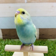 最新画像有り！グリーン系カラーが素敵です☆セキセイインコパステルカラーレインボースパングル！