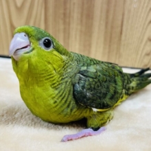 【最新動画更新🪄】アピール上手なキラキラさん☆　サザナミインコ　グリーン～～