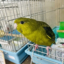 最新画像になりますよ‼️必見です‼️久しぶりになります💓渋めカラーのサザナミインコ　オリーブ