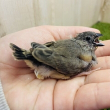 最新画像になりますよ！！ふわふわのヒナ毛が可愛い♥キンカ鳥さん来ましたよ〜