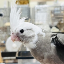 【最新画像・動画更新🪄ひとり餌】なんだか楽し気な様子です☆　オカメインコ　ホワイトフェイスパイド～～